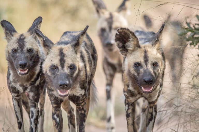 Sending Reiki Energy to Call In African Wild Dogs