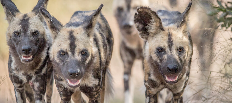 Sending Reiki Energy to Call In African Wild Dogs