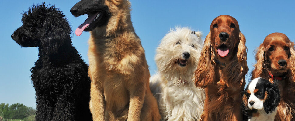 Bunch of dogs for Reiki for dogs manual