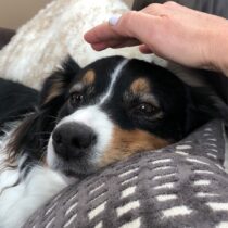 Reiki Healing For Dogs: 7 Best Practices